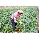 廣州市番禺區(qū)匯農福農產品銷售專業(yè)合作社 您的安心食材與農業(yè)服務專家